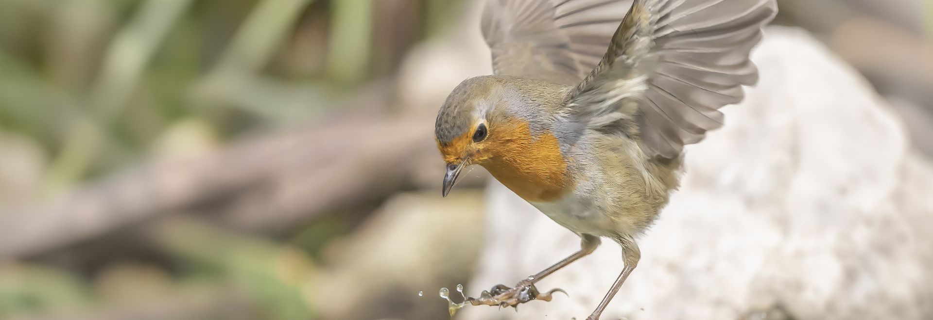 SA HETO 2.26 benoit huc