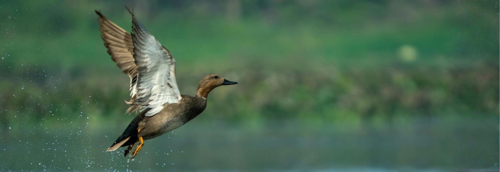 SA canard chipeau G2
