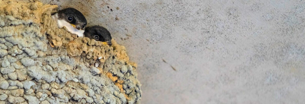 SA-hirondelles-namur G