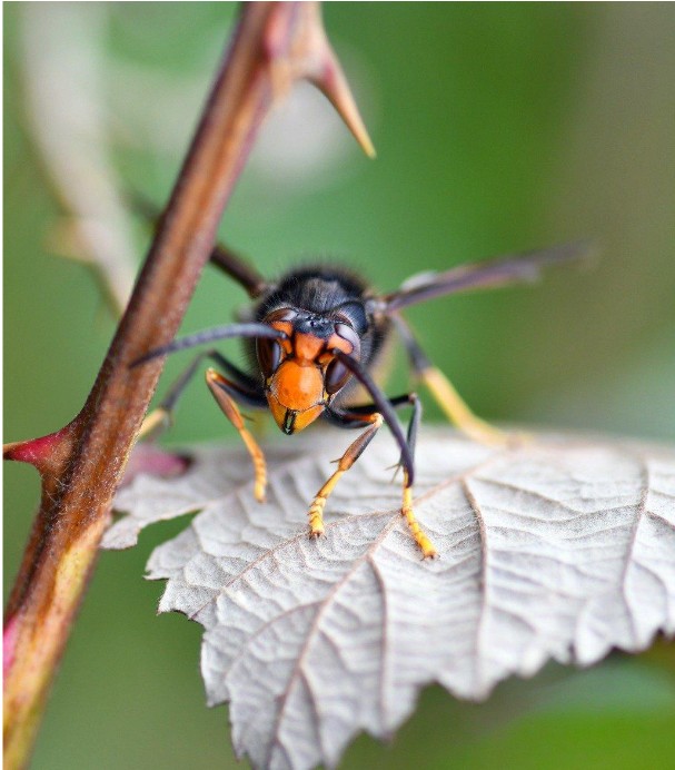 frelon asiatique Crédit photo - Christels Hornet