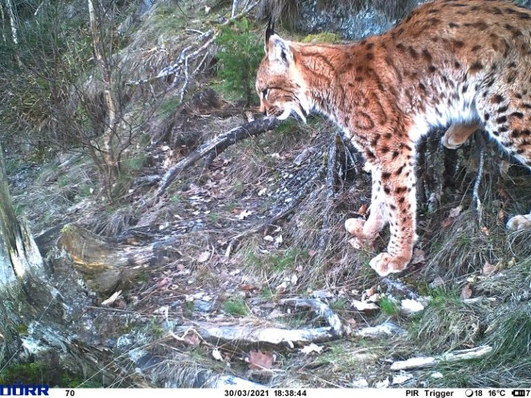 le lynx © Service Public de Wallonie