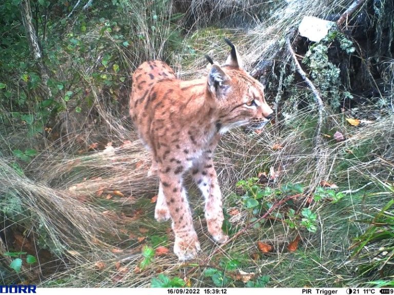 Lynx © Service Public de Wallonie