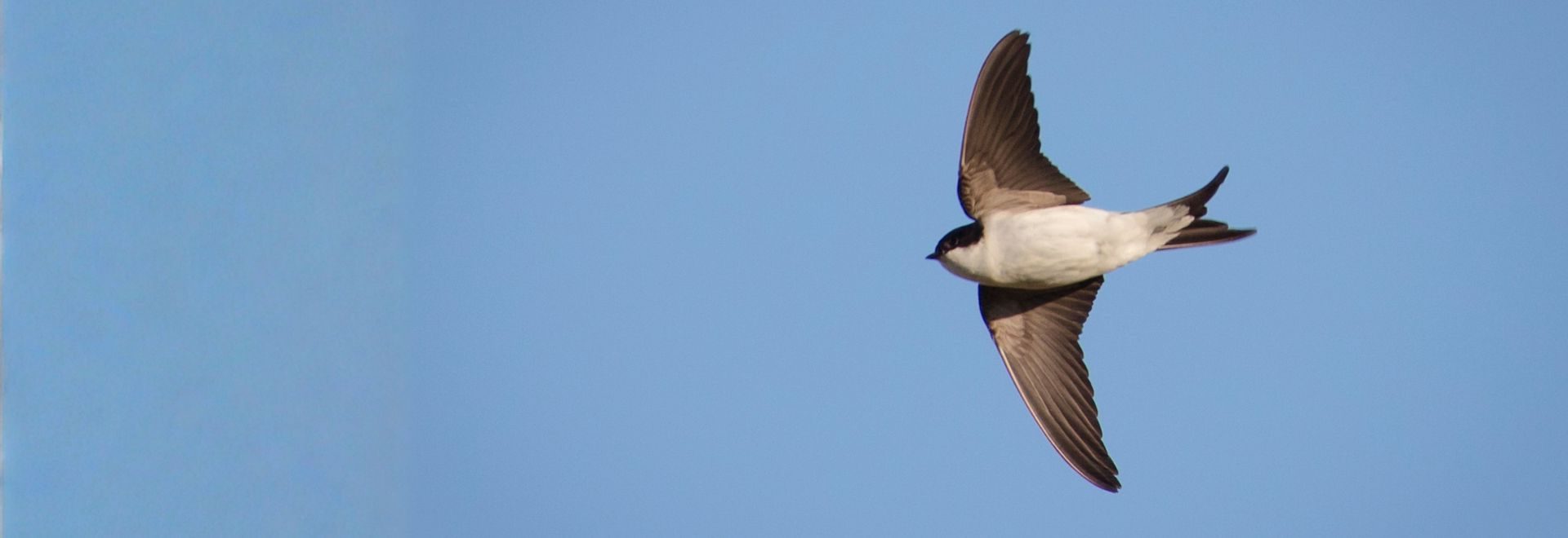 sa hirondelle de fenetre