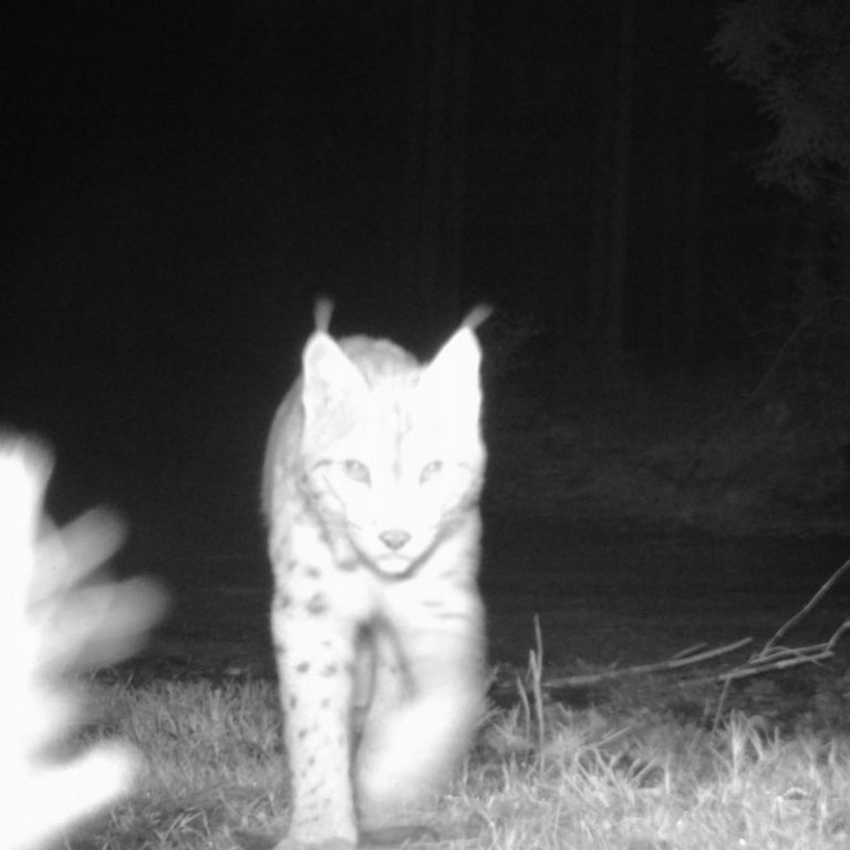 Lynx © Service Public de Wallonie