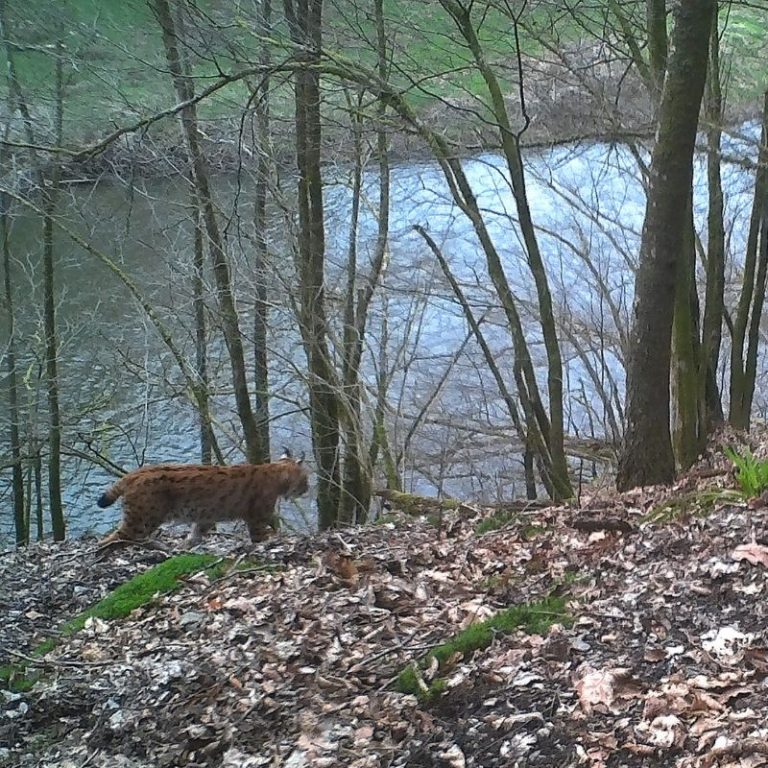 Lynx © Service Public de Wallonie