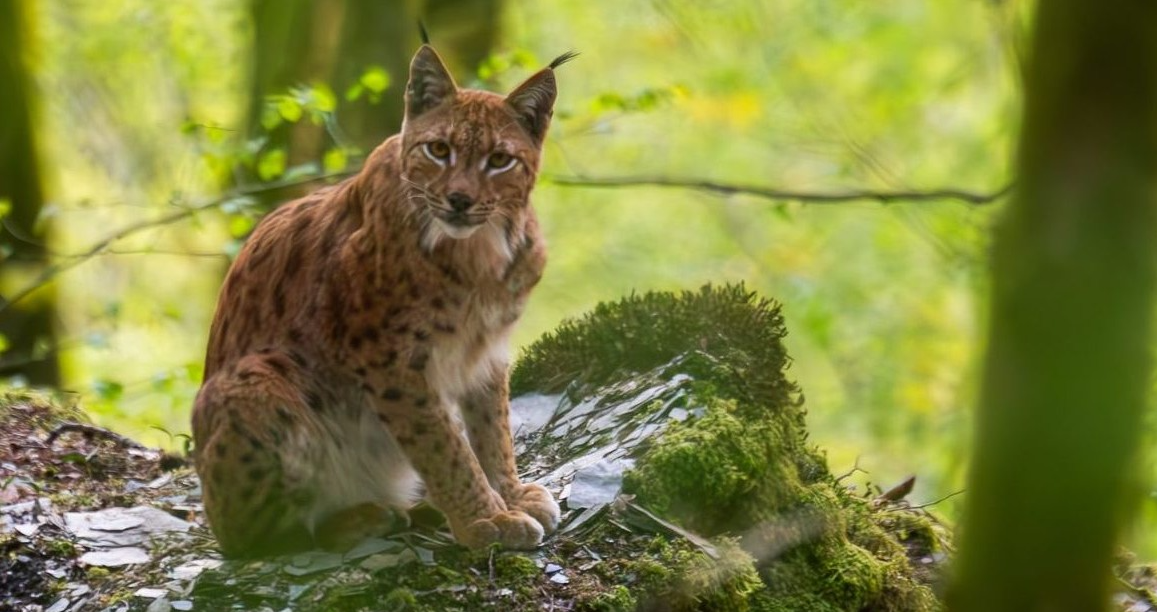 Lynx