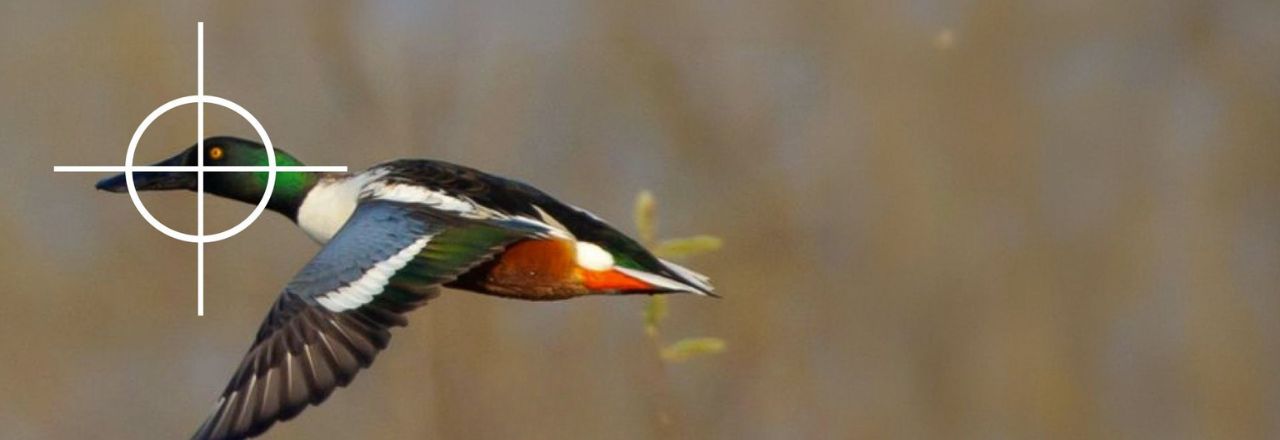SA canard souchet maris harchies