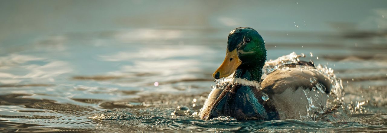 sa canard