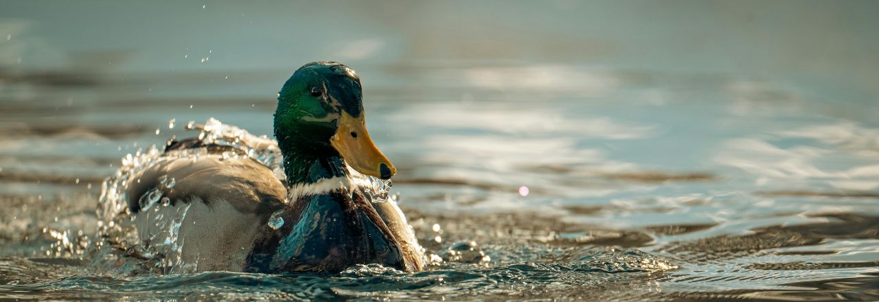 sa canard