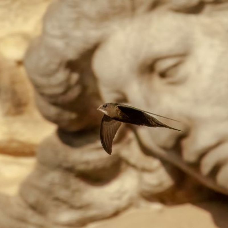 martinets cinquantenaire didier dubois